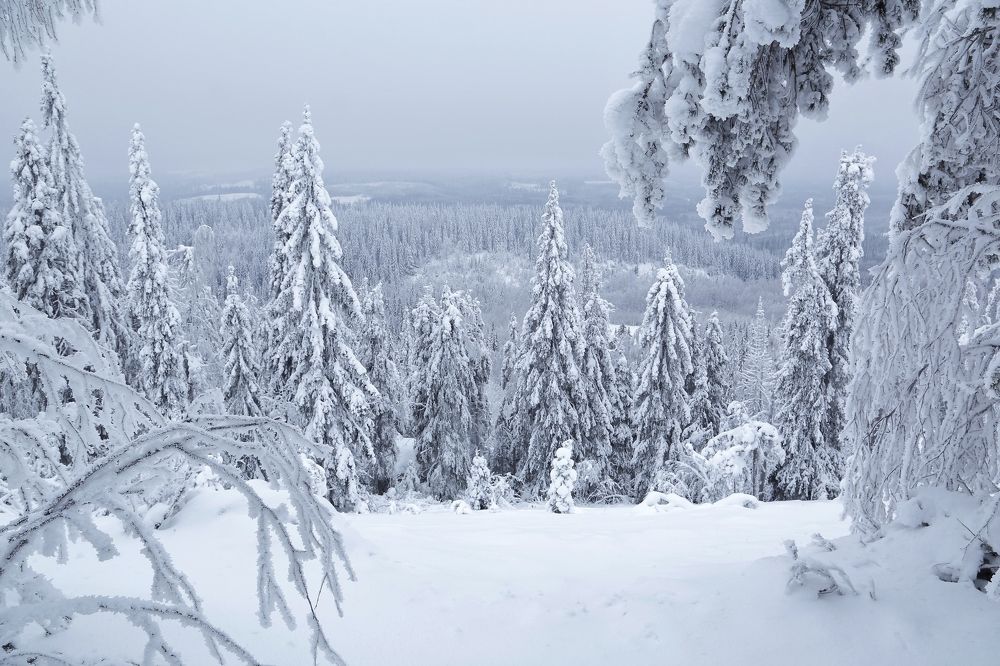 Фотография автора Николай Раппу