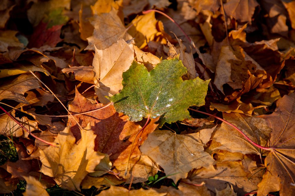 Фотография автора Станислава Гордеева