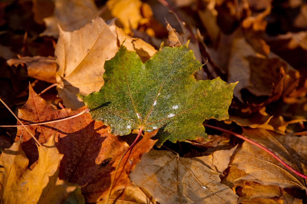 Фотография автора Станислава Гордеева
