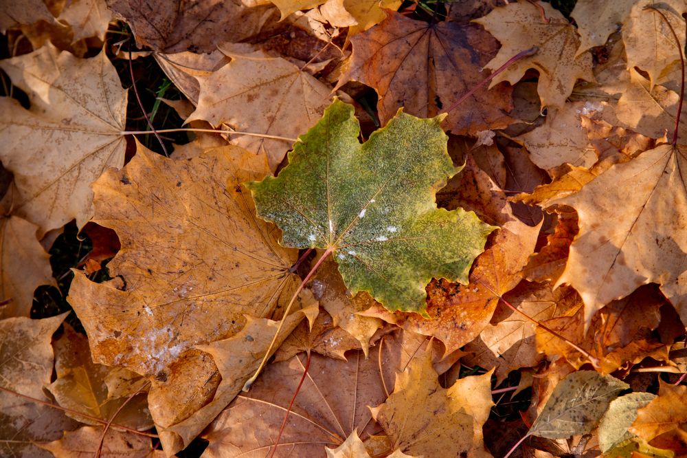 Фотография автора Станислава Гордеева