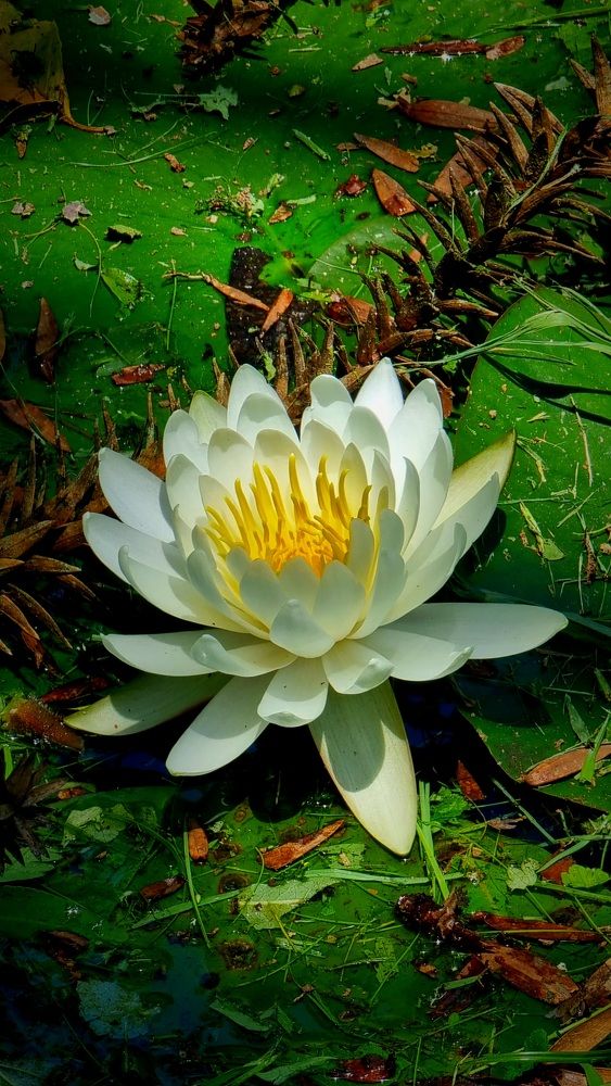 Photograph by Gr Marie