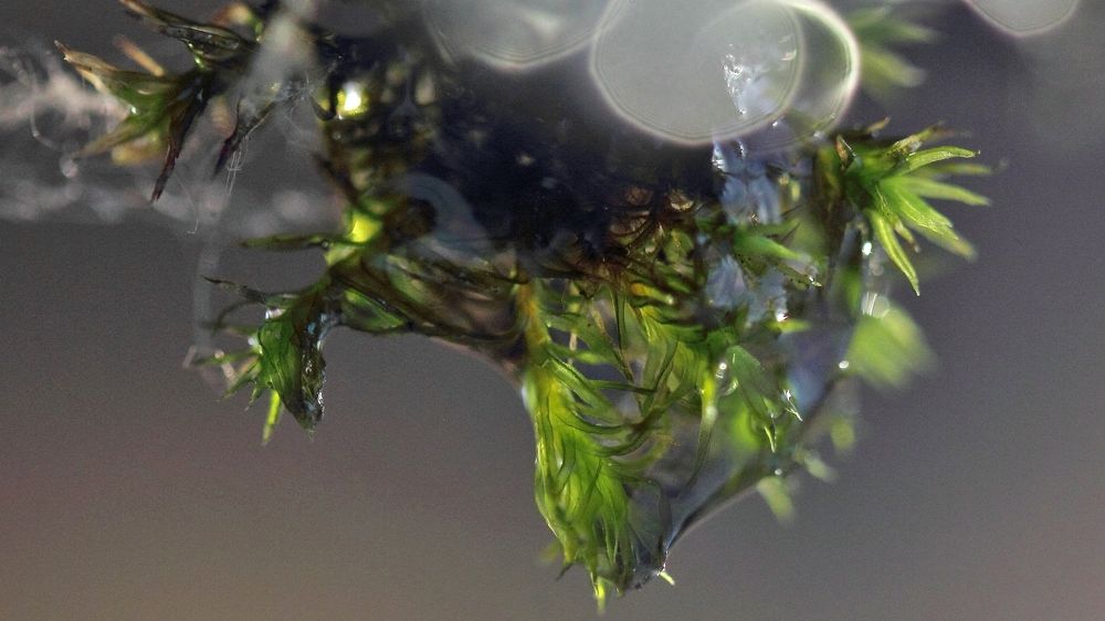 Photograph by Николай Раппу