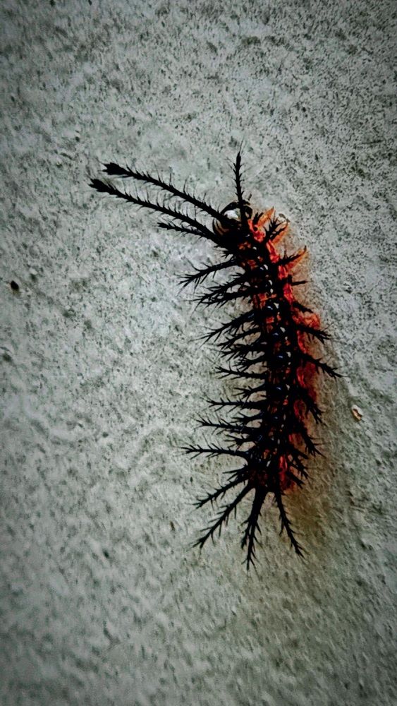 Photograph by Gr Marie