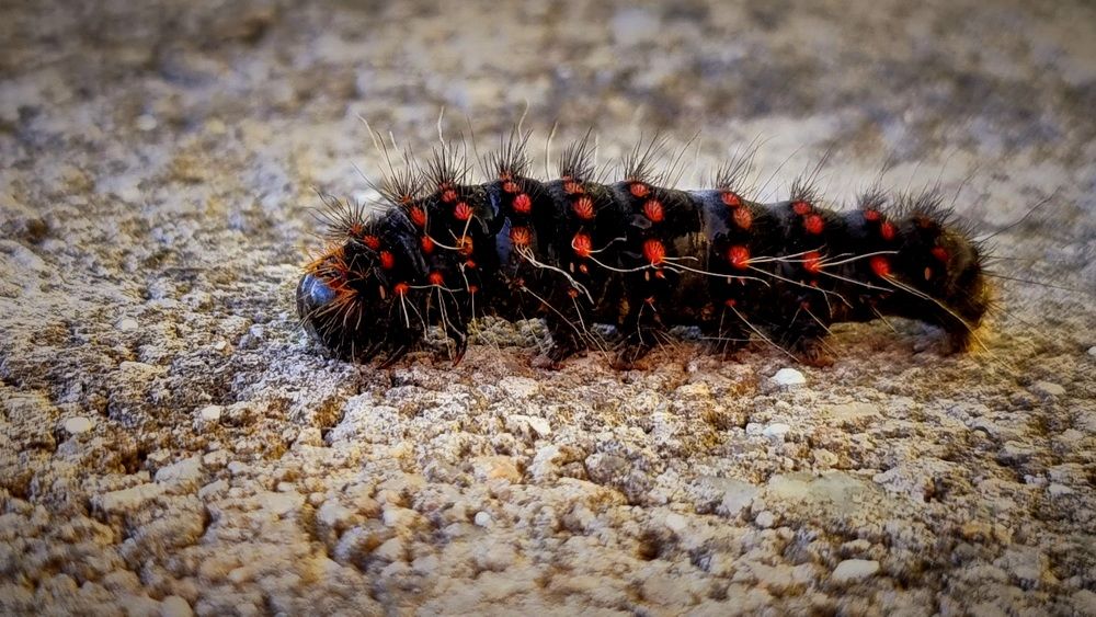 Photograph by Gr Marie