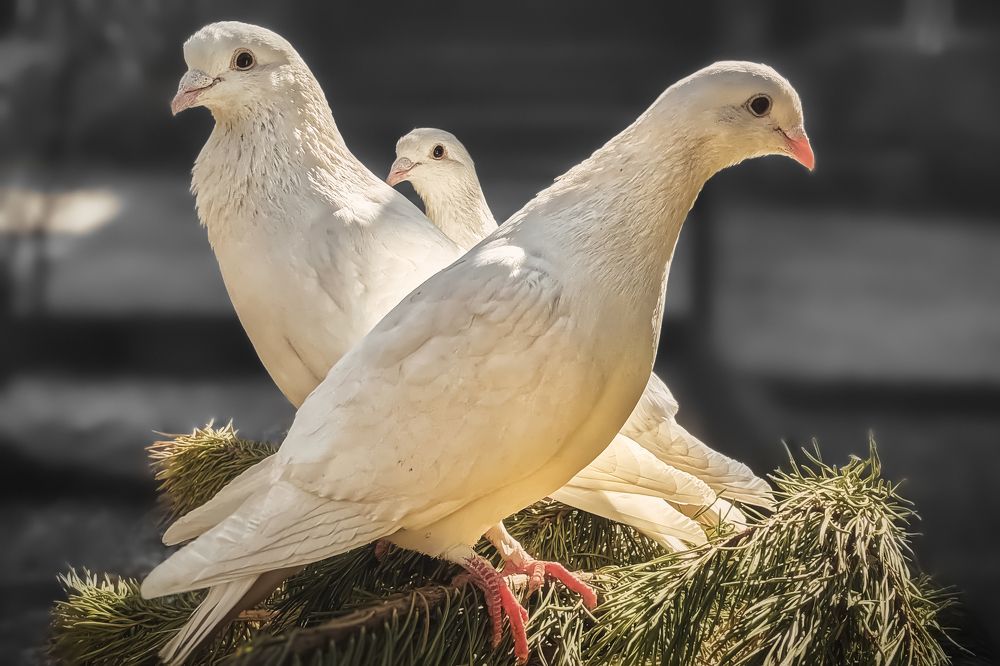 Photograph by Дудников Александр