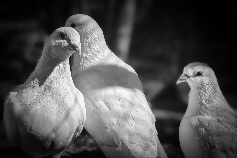 Photograph by Дудников Александр