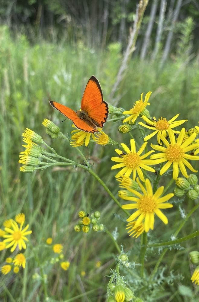 Photograph by Марина Суздаль