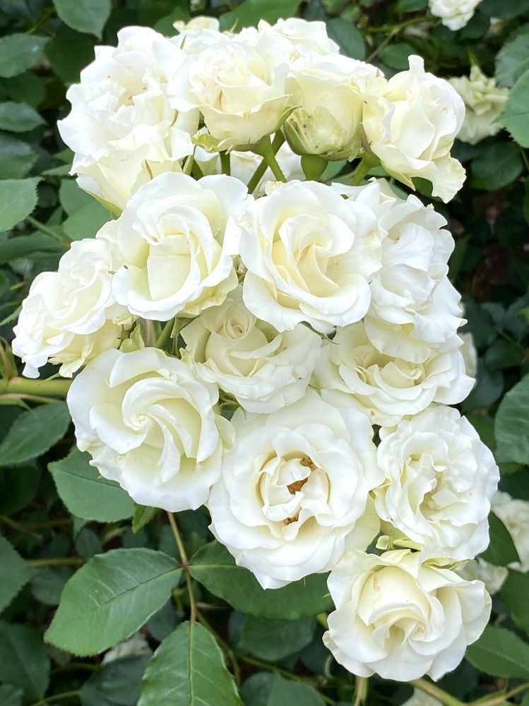 Фотография автора Ирина Бакалова