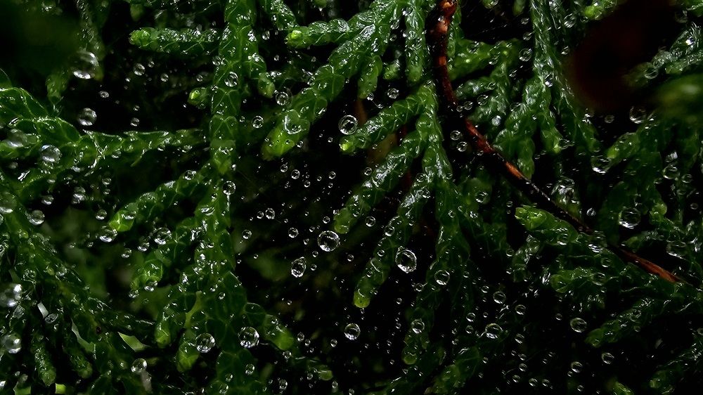 Photograph by Анна Семенова