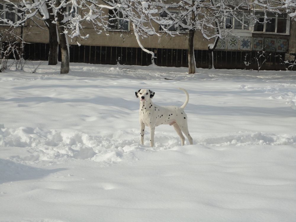 Photo #11394134