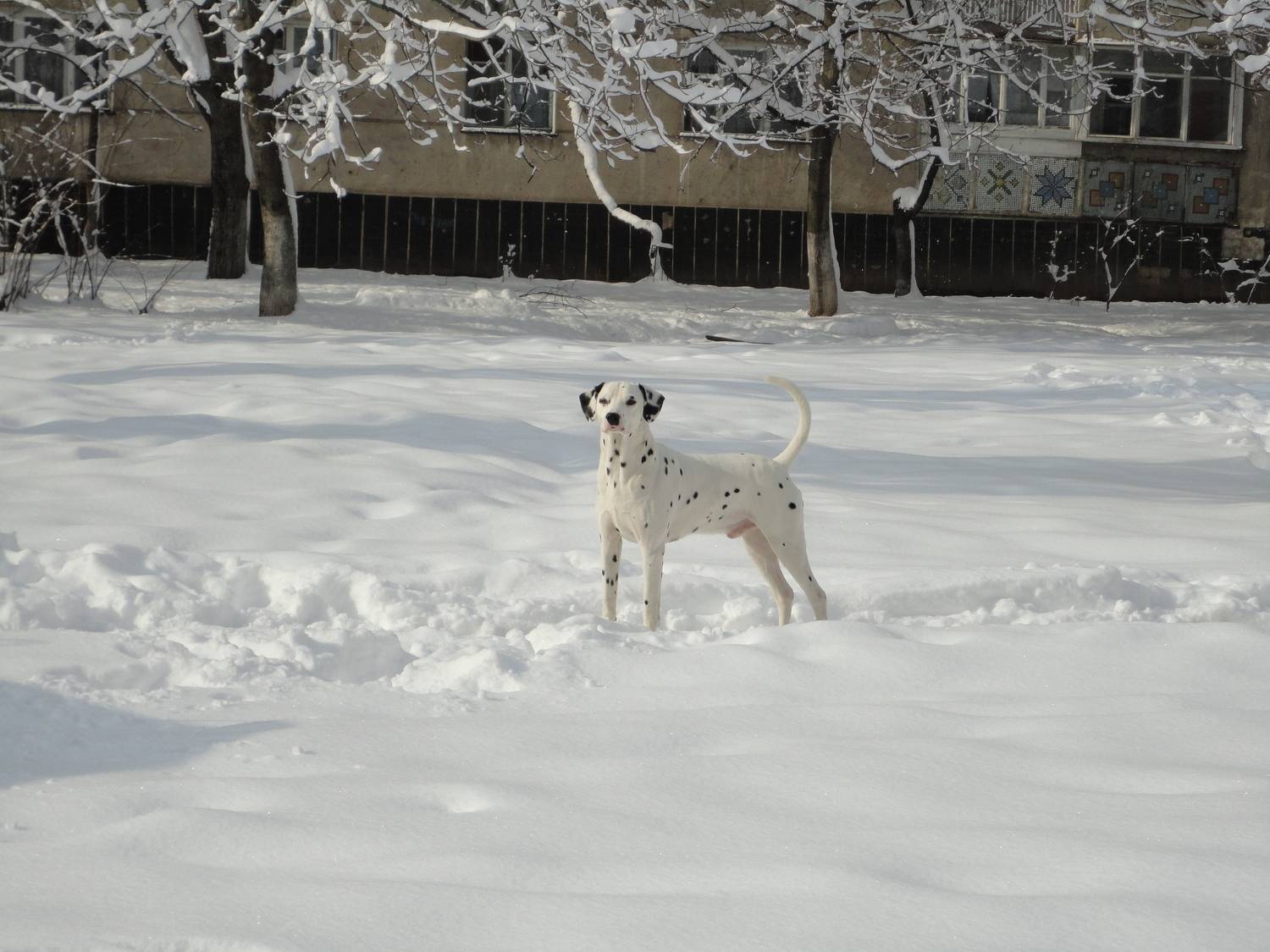 Photo #11394134