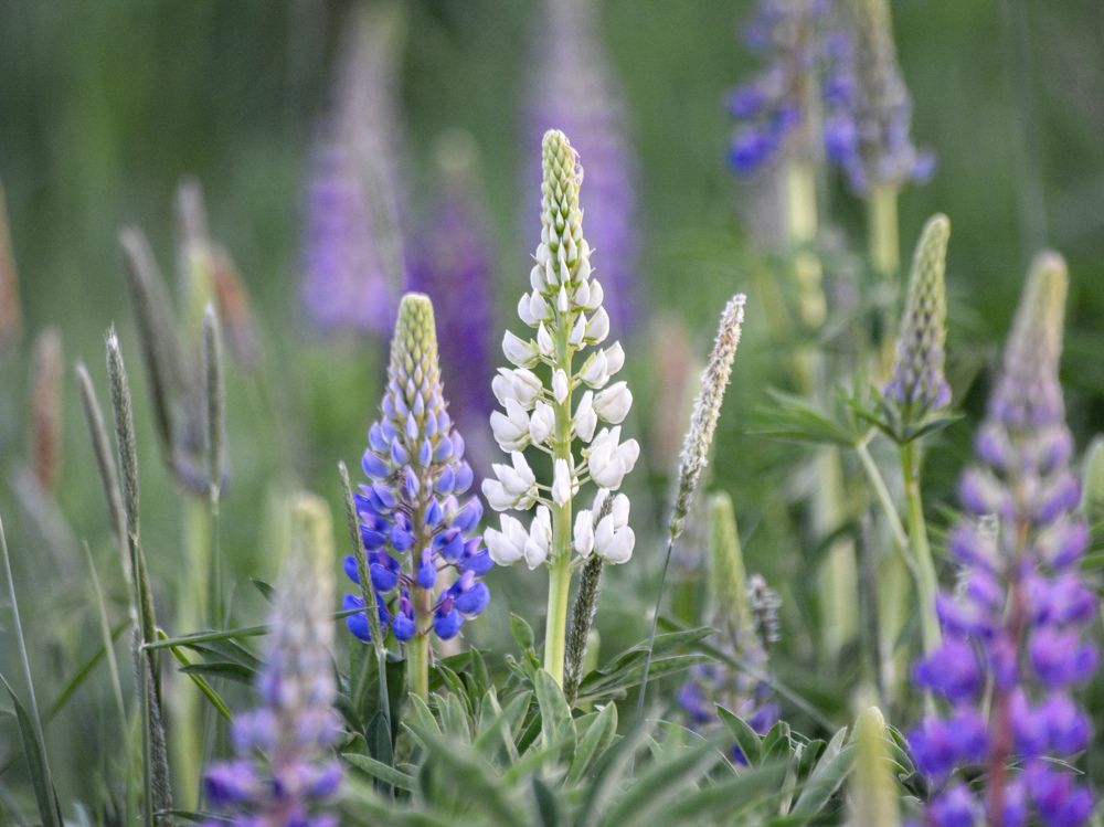 Photograph by Анастасия Гурова