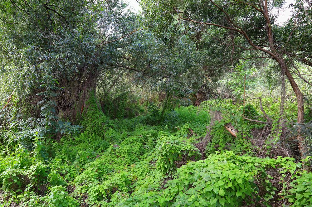 Астраханские джунгли