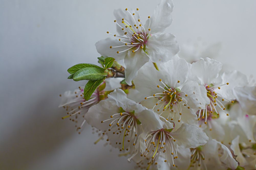 Photograph by Муза Латинская