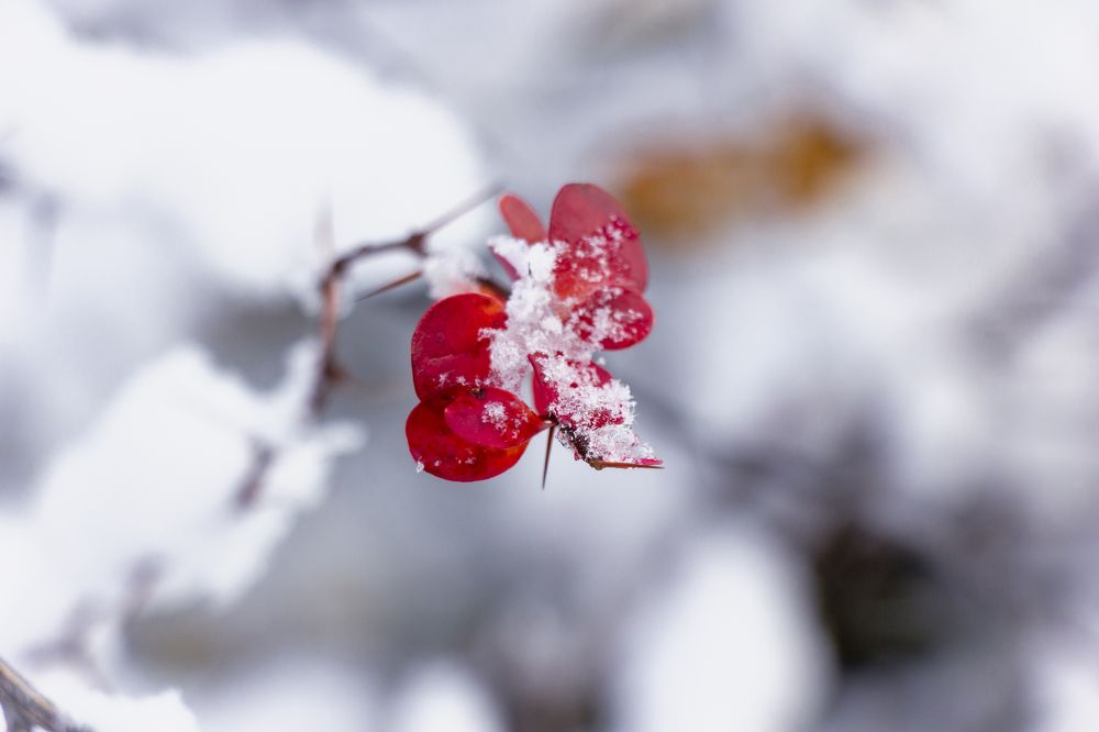 Photograph by Елена Барышева