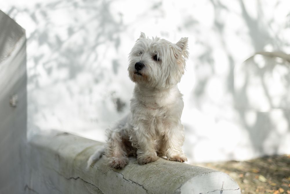 Фотография автора Наталья Почтенная