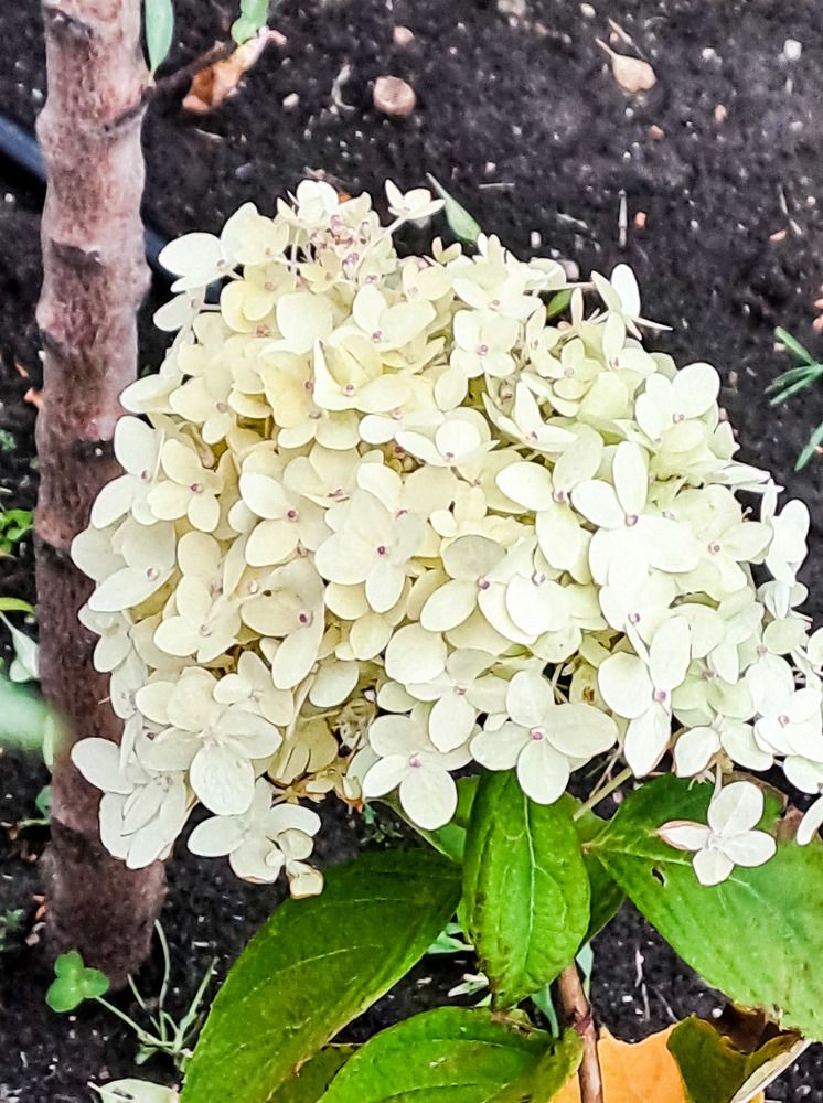 Фотография автора Дарья Новгородцева