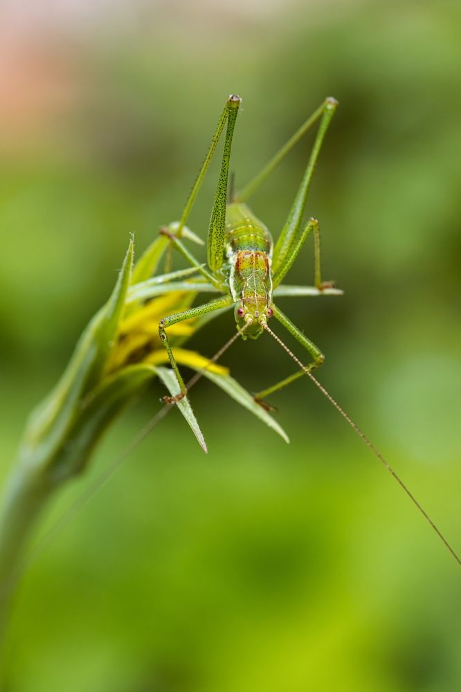 Photograph by Jiří Hakauf