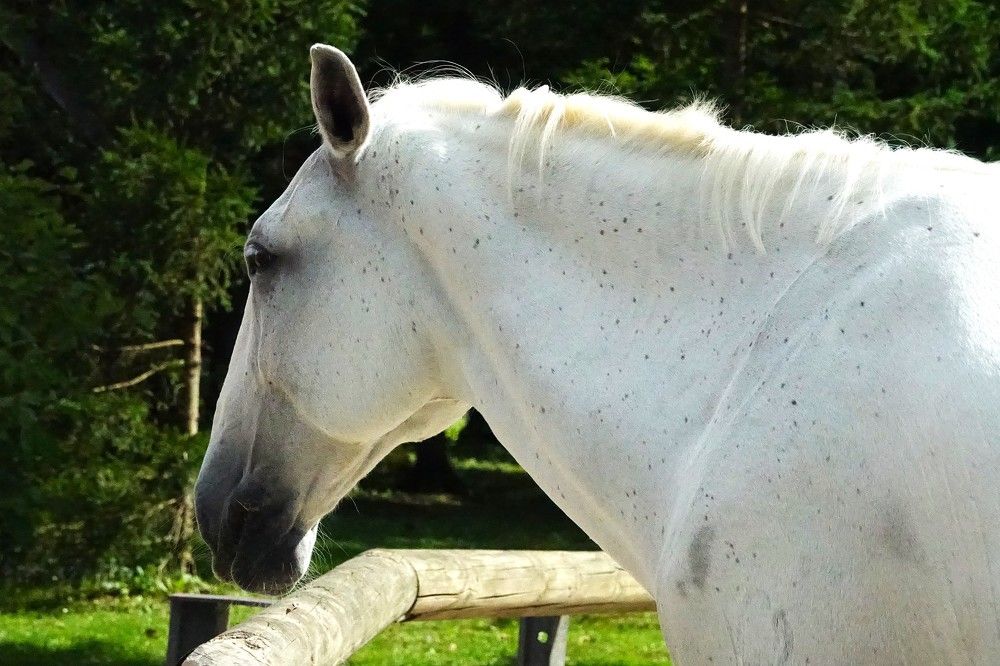 Photograph by jelena konickaja