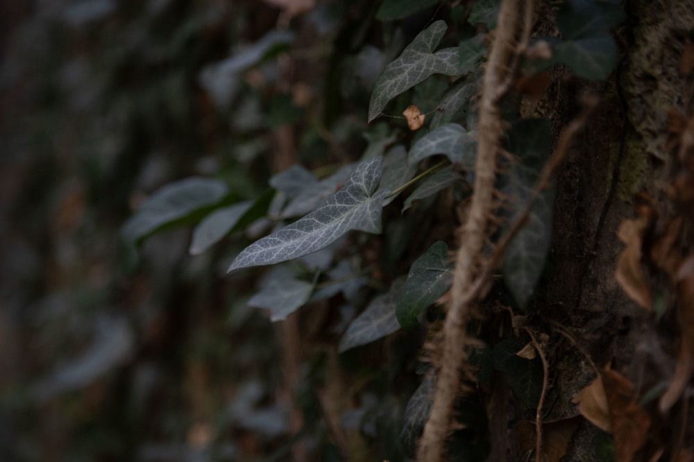 Photograph by Карина Кириченко