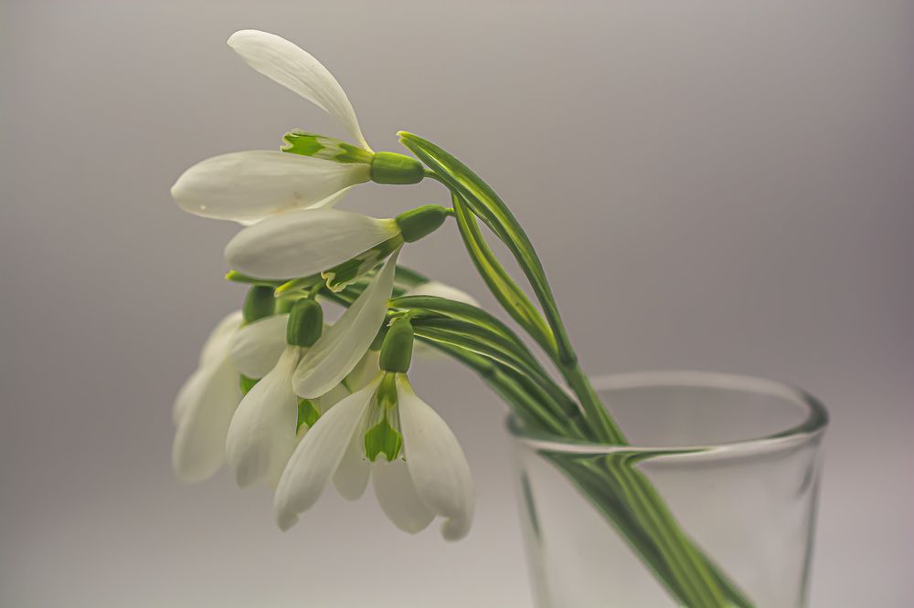 Photograph by Муза Латинская