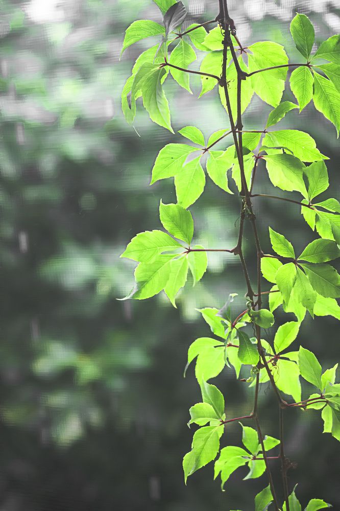 Photograph by Муза Латинская