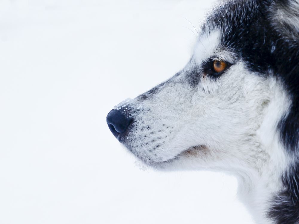 Photograph by Григорий Шишонков