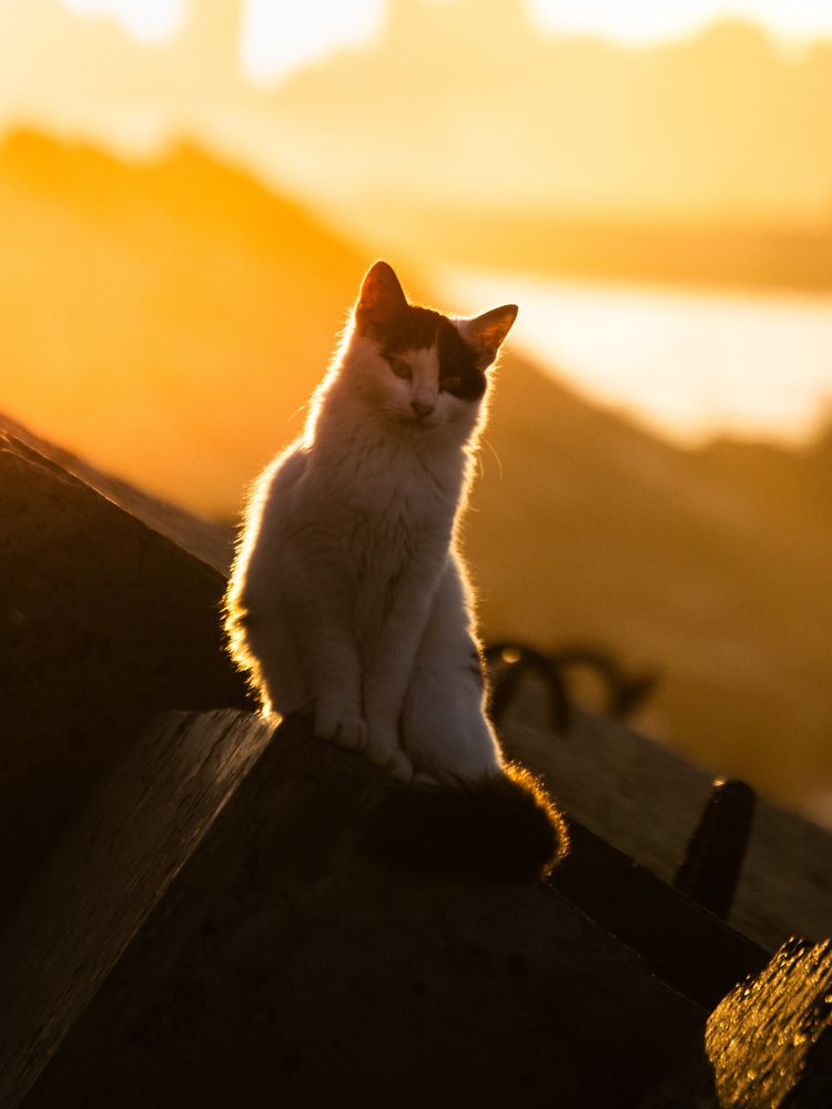 Photograph by Ahmed FahmyZa