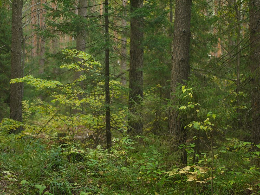 Photograph by Баженова Наталья