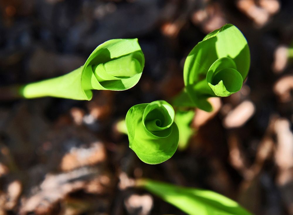 Только пробившиеся из земли