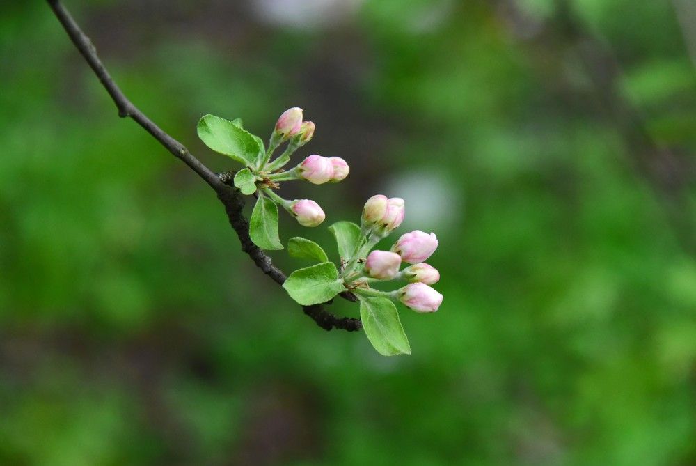 Яблонька зацветает