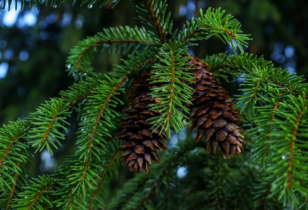 Фотография автора Vladimir Borisov