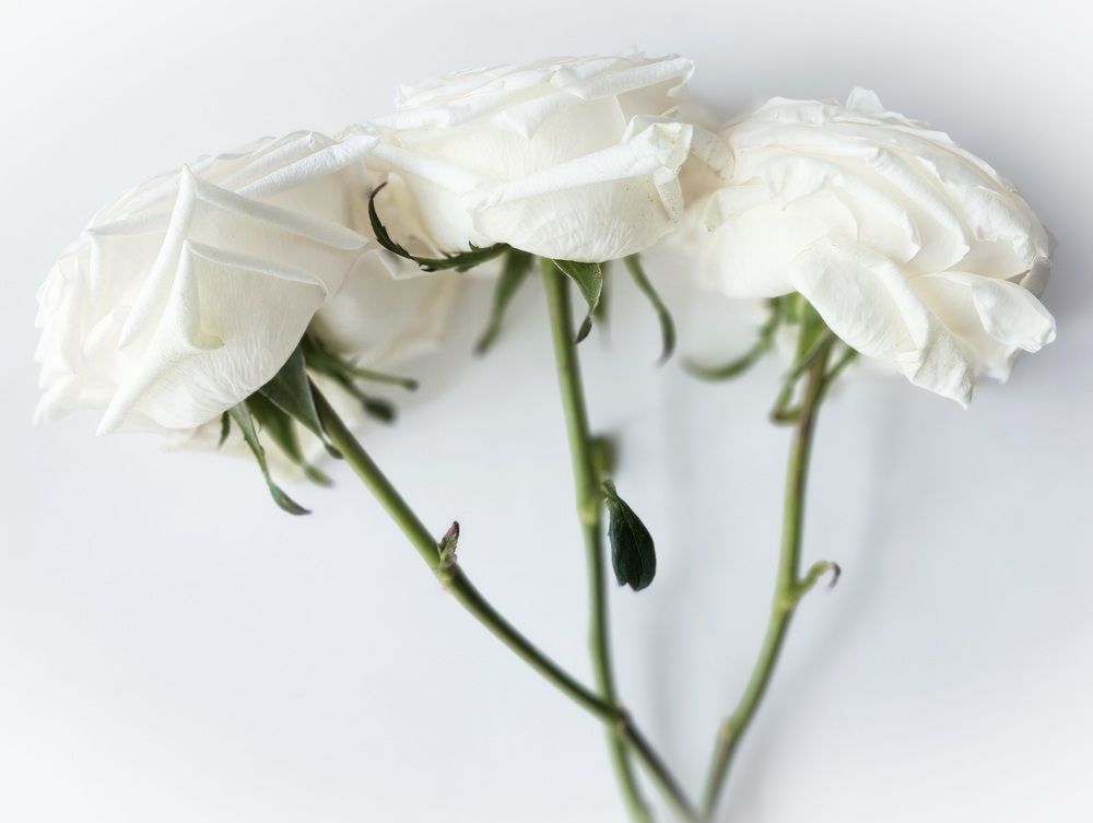 Photograph by Элен Пройс