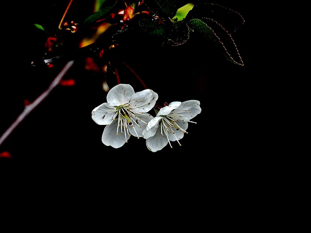 Photograph by Леонид Шнейдерман