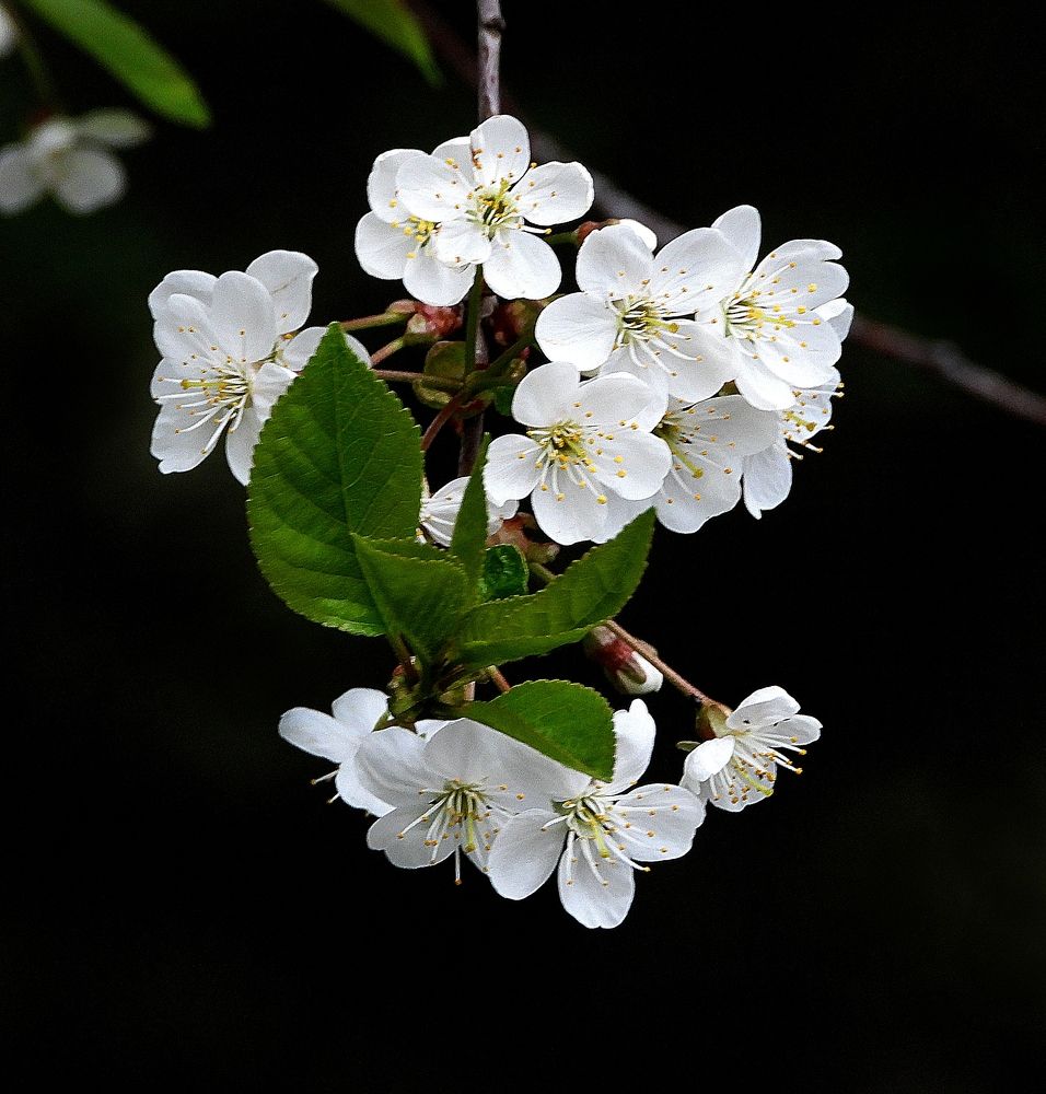 Photograph by Леонид Шнейдерман