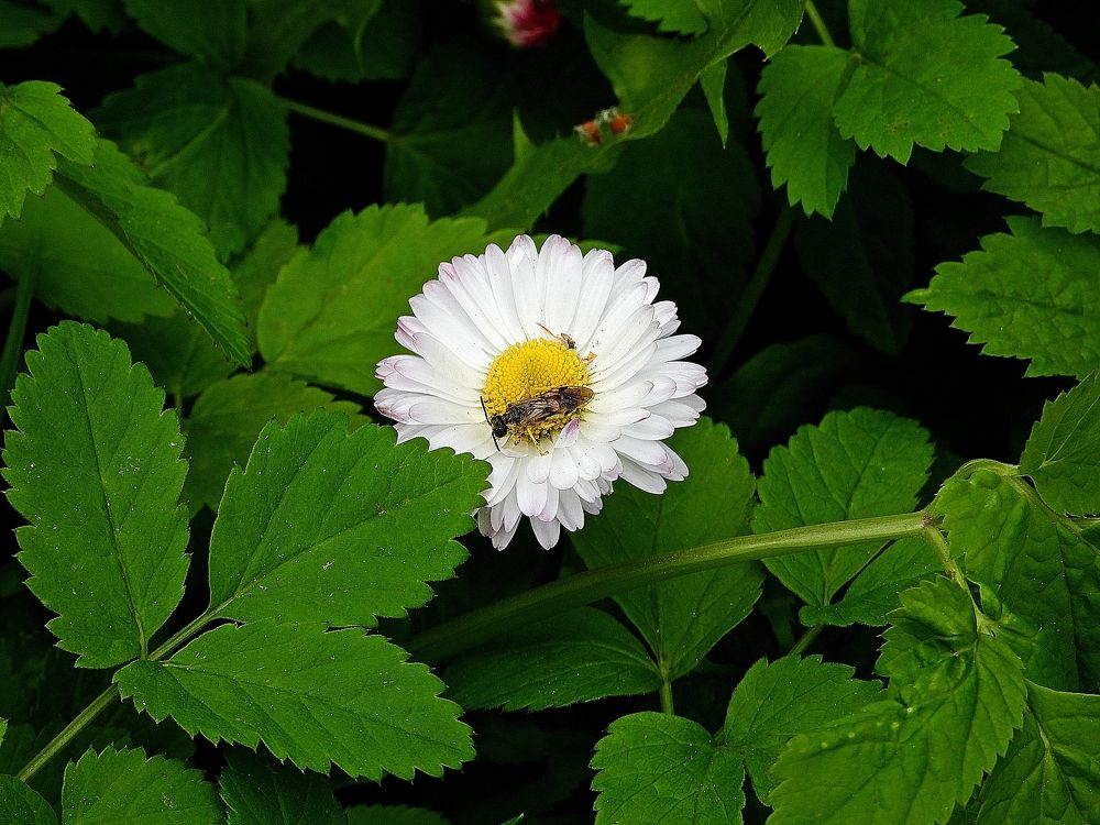 Photograph by Леонид Шнейдерман