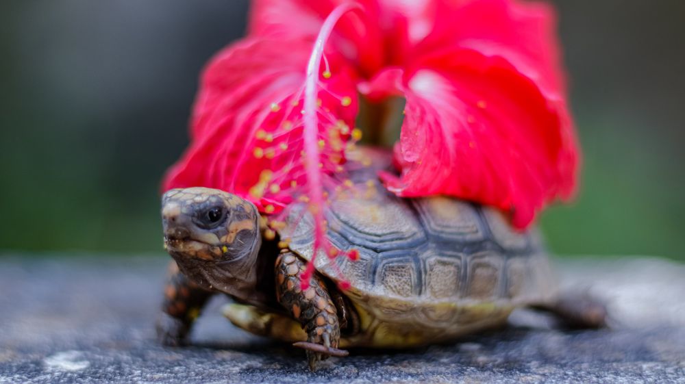 Photograph by nileydi Colmenarez