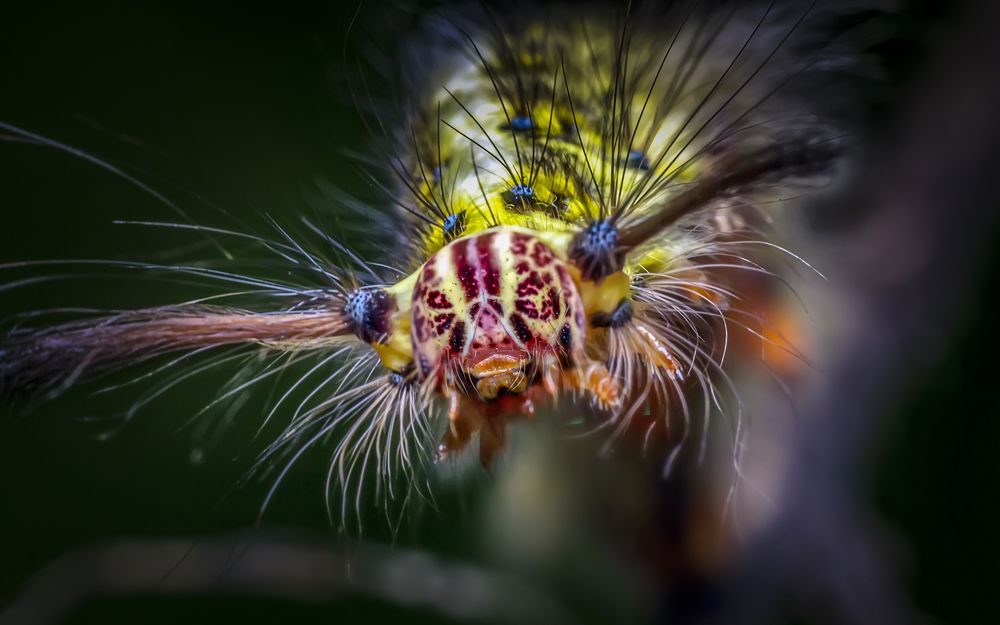 Photograph by ChonTin NeCoTi