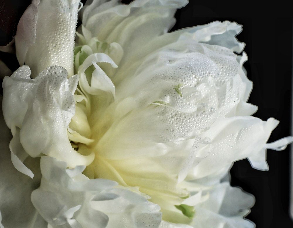 Photograph by Olga Asson