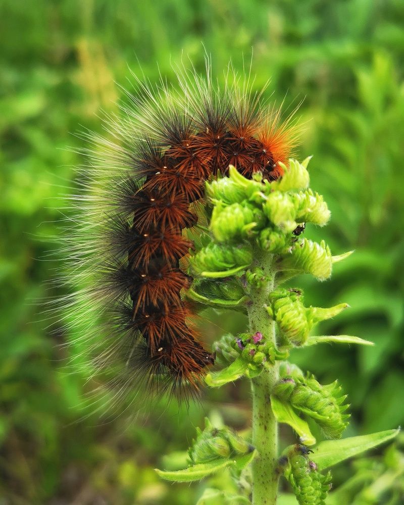 Photograph by Olga Asson