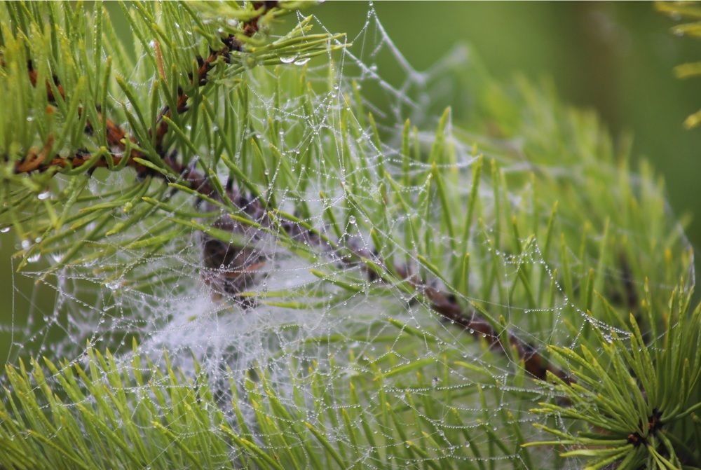 Photograph by Эдуард Герасимов