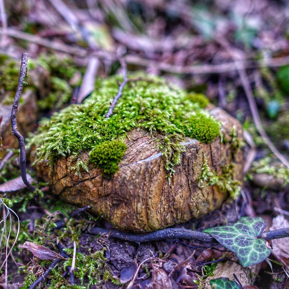 Photograph by Vasilisa the Beautiful