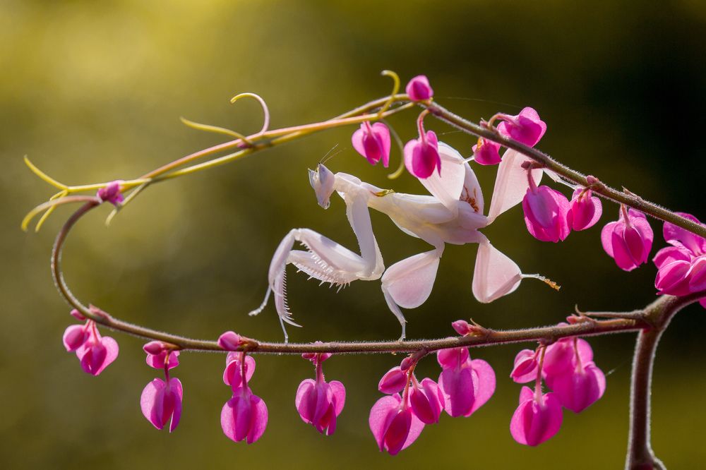 Photograph by Syafiq Huwaida