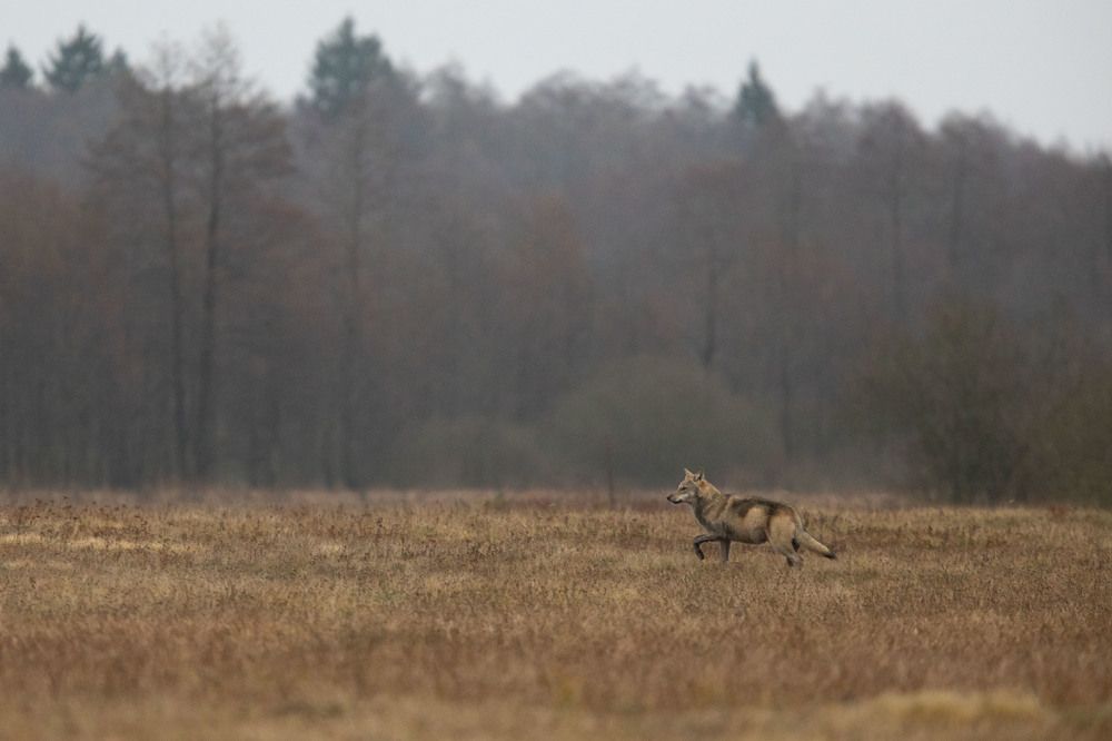 Wilk na polanie