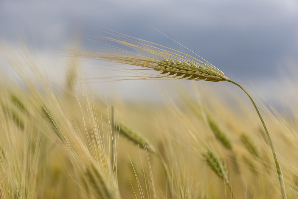 Photograph by Nassim Mohamed