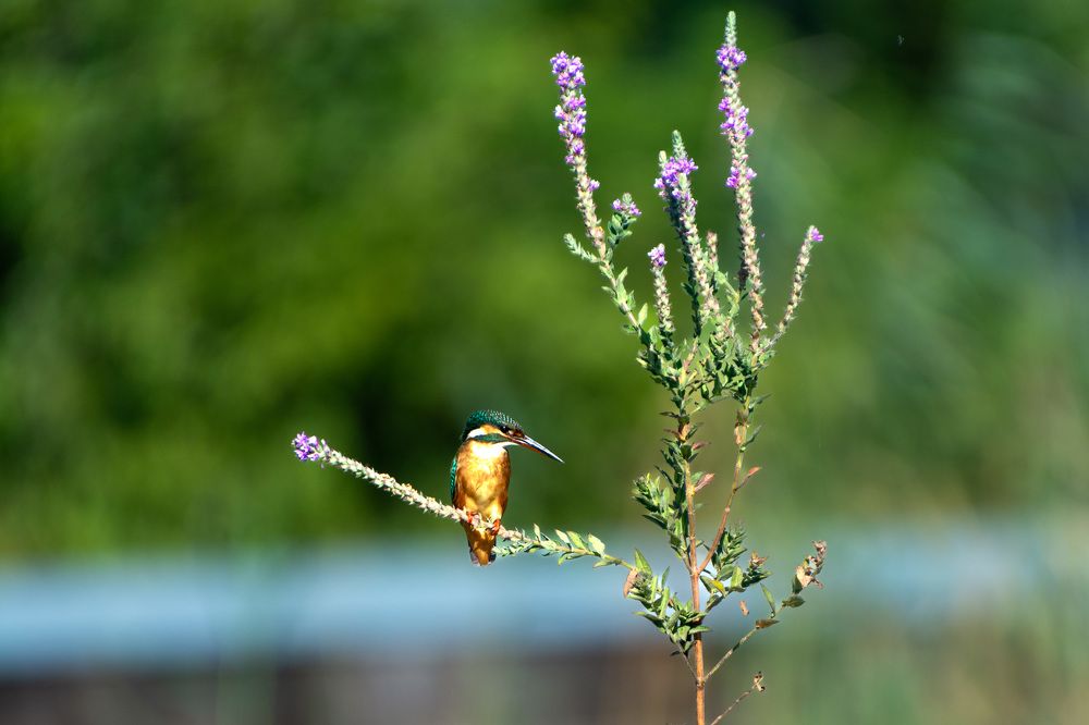 Photograph by esti lahat