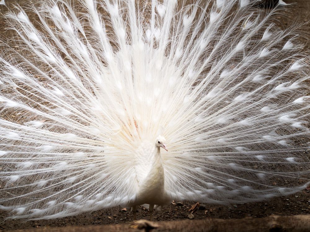 Photograph by Abdolreza Aleagha