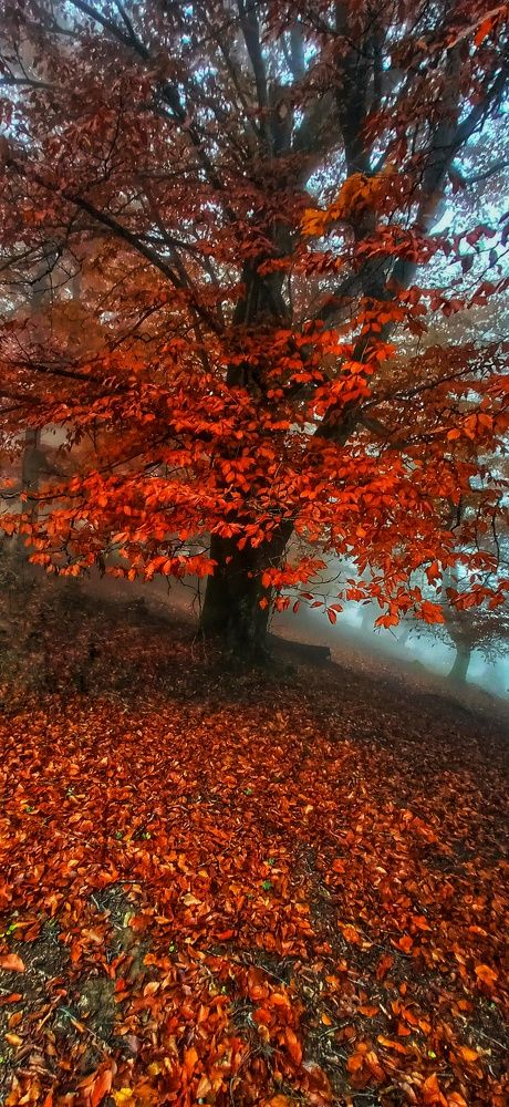 Фотография автора Mahdi Mohammadi