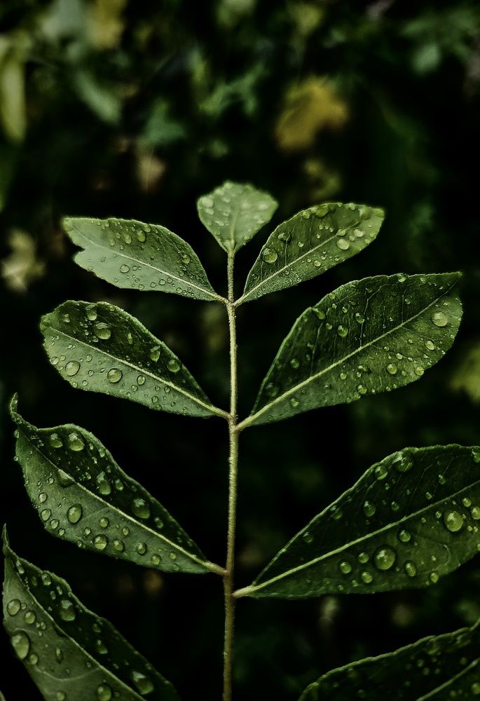 green leaves