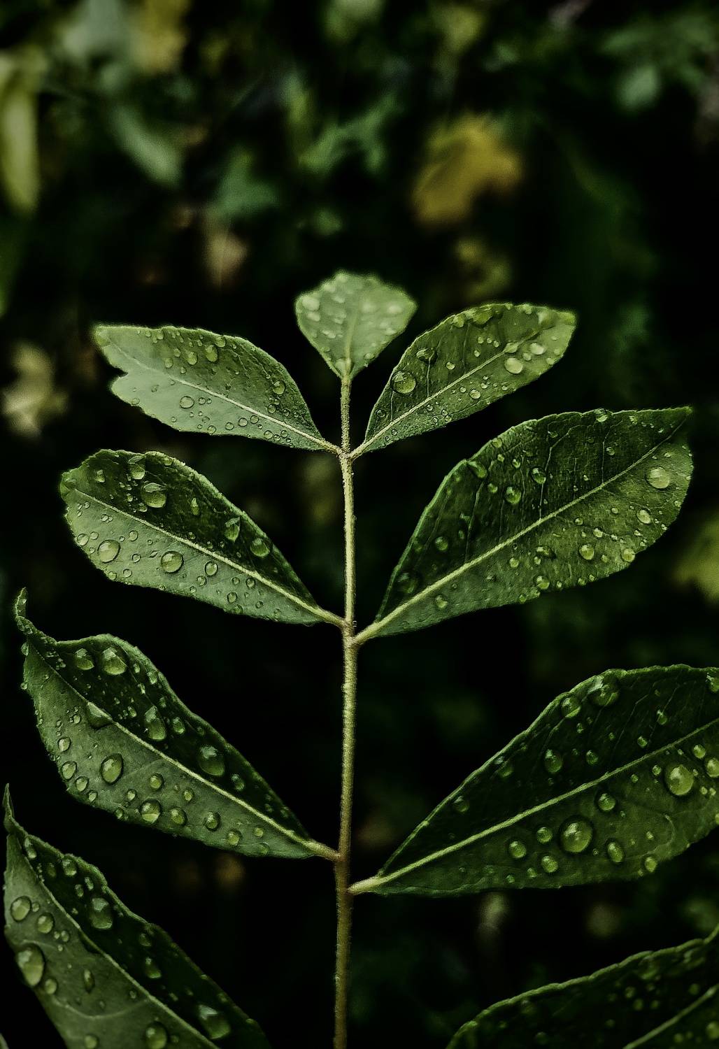 green leaves